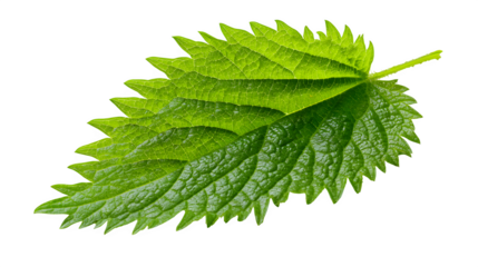 Fresh green nettle leaf with serrated edges on a white background