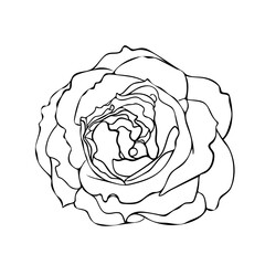 An elegant black and white vector line art illustration of a blooming rose, with a pure and classic vibe. Versatile for romantic themes, wedding invitations, design elements, and print projects.
