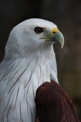 american bald eagle