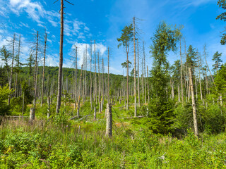 A wonderfully diverse landscape showcasing a regenerating forest that has recently experienced a...