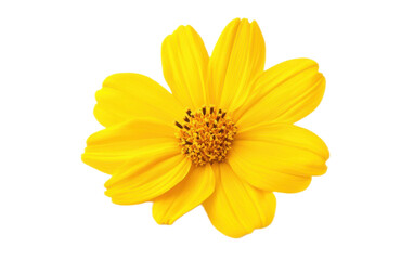 Obraz premium Yellow flower on transparent background, png
