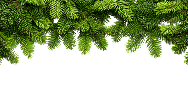 Christmas tree frame border with fir branches on white background