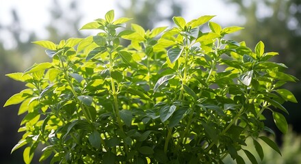 Obraz premium Fresh Green Basil Plants in Sunlight
