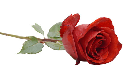 Single red rose on white background