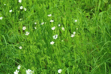 Cardamine pratensis cuckooflower lady smock spring wildflower cluster
