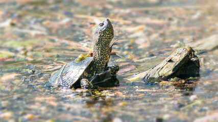 dead fish on the ground