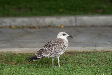 Seagull standing on green grass in a natural outdoor setting, with soft sunlight highlighting its feathers.