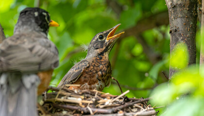 Hungry Baby Robin in Nest with Mother Bird Observing, Outdoors