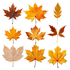 Assorted autumn leaves, vibrant hues and organic shapes forming a seasonal display of nature's artistry on transparent background