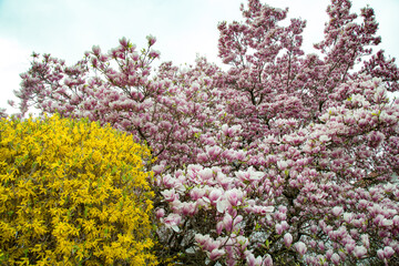 Fototapeta premium Magnolia soulangeana saucer magnolia paired with forsythia yellow shrubs