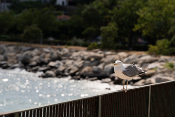 seagull on the pier