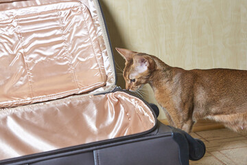 Abyssinian cat inspecting open suitcase on wooden floor indoors.