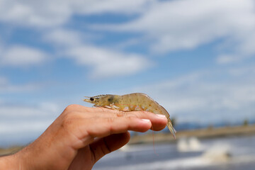 Aquaculture Worker Holding Fresh Vannamei Shrimp at Farm Location