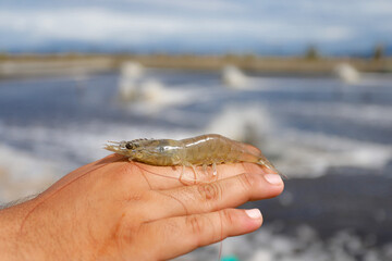 Aquaculture Worker Holding Fresh Vannamei Shrimp at Farm Location