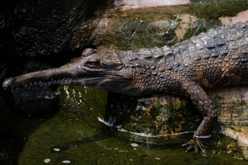 alligator in the water