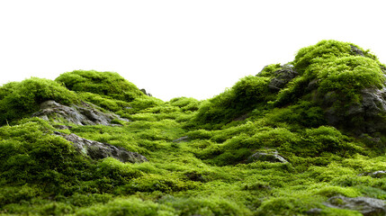 Lush green moss with natural texture on a white background