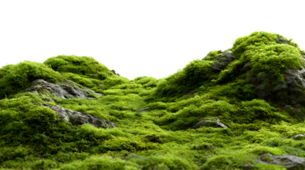 Lush green moss with natural texture on a white background