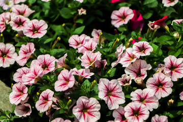 Petunia flower (Petunia hybrida). Blooming in the garden