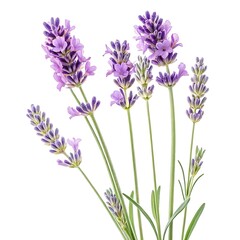 Naklejka premium Close up of fresh lavender sprigs against a clean white background
