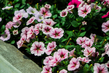 flower Petunia Flowers. arrangement of petunias with dark veins and white calibrachoa in the garden