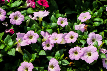 Colorful petunia flowers close up. petunia flowers in the garden.Petunia flower (Petunia hybrida). Blooming in the garden