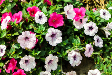 Colorful petunia flowers close up. petunia flowers in the garden.Petunia flower (Petunia hybrida). Blooming in the garden