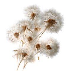Obraz premium Dried Dandelions, Close-up Studio Shot, White Background, Floral Arrangement, Botanical Design