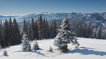 Aerial view revealing a pristine snow-covered slope adorned with majestic fir trees, opening to a breathtaking winter mountain panorama under a clear blue sky. Winter wild nature travel background