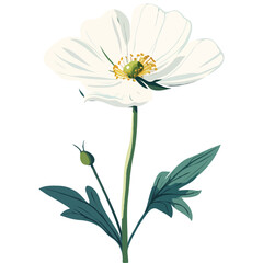 Elegant White Anemone Flower Illustrative Vector Graphic A Botanical Marvel Showcasing the Delicate Beauty of Nature and Artistic Design in a Minimalist Isolated Composition