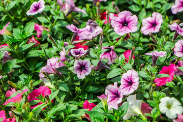 Colorful petunia flowers close up. petunia flowers in the garden.Petunia flower (Petunia hybrida). Blooming in the garden
