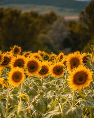 Sonnenblumen