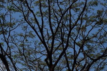 sky and tree