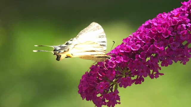 Closeup shot of Sail swallowtail butterfly sitting on buddleia flowers