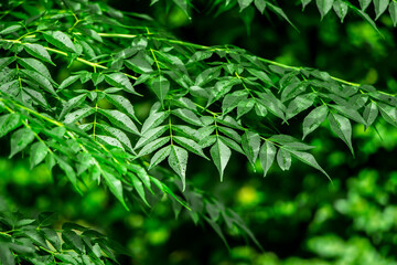 Obraz premium New top leaf of neem plant. Azadirachta indica. Medicine tree