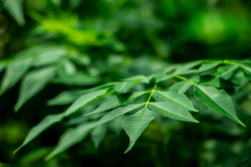 New top leaf of neem plant. Azadirachta indica. Medicine tree