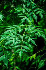 New top leaf of neem plant. Azadirachta indica. Medicine tree
