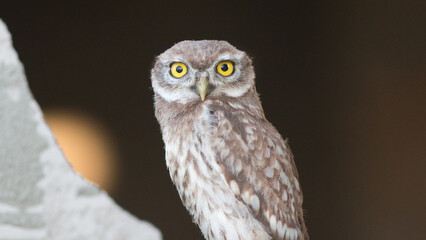 great horned owl