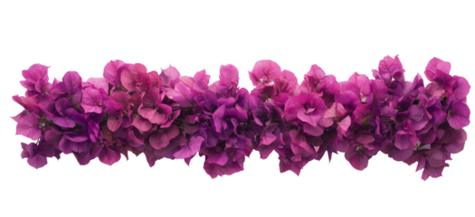 Purple bougainvillea flowers border isolated on White or transparent background Cutout PNG