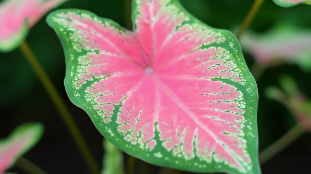 A closeup shot of a vibrant heartshaped caladium leaf featuring pink and green hues