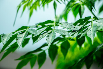 New top leaf of neem plant. Azadirachta indica. Medicine tree
