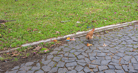 passarinho na praça