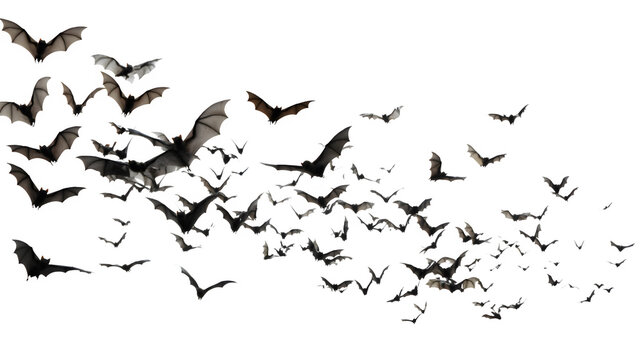 Group of black bats flying on white background
