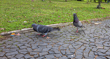 pombos na praça
