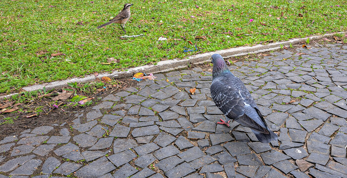 pombo e p&aacute;ssaro na pra&ccedil;a