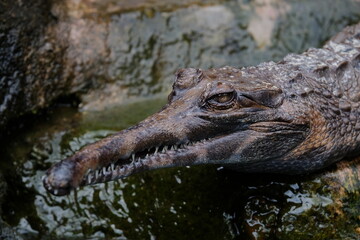 crocodile in the water