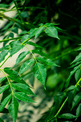 New top leaf of neem plant. Azadirachta indica. Medicine tree