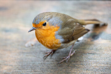 Close up of a cute robin redbreast with beautiful eyes and plumage
