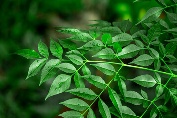 Obraz premium New top leaf of neem plant. Azadirachta indica. Medicine tree