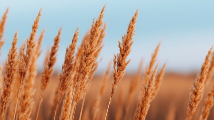 Fototapeta premium Golden reeds sway gently in the breeze under a clear blue sky, showcasing nature's beauty and tranquility in a serene landscape.