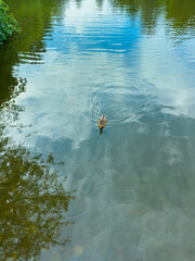 A serene and tranquil duck is peacefully swimming in a reflective pond that is beautifully...